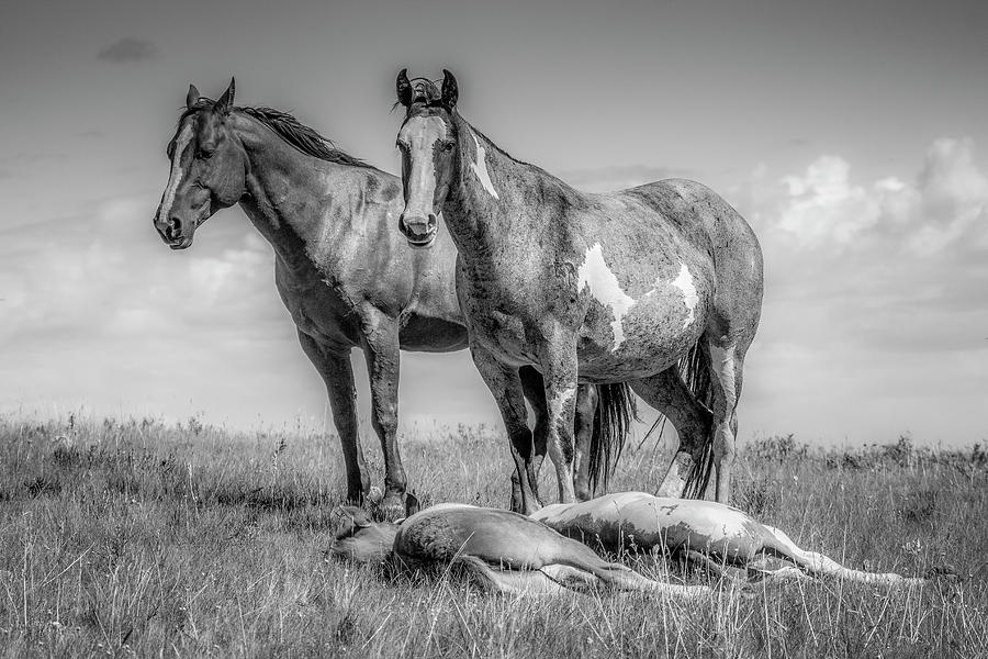 Standing Watch Over the Foals - Black and White Photograph by Teresa Wilson