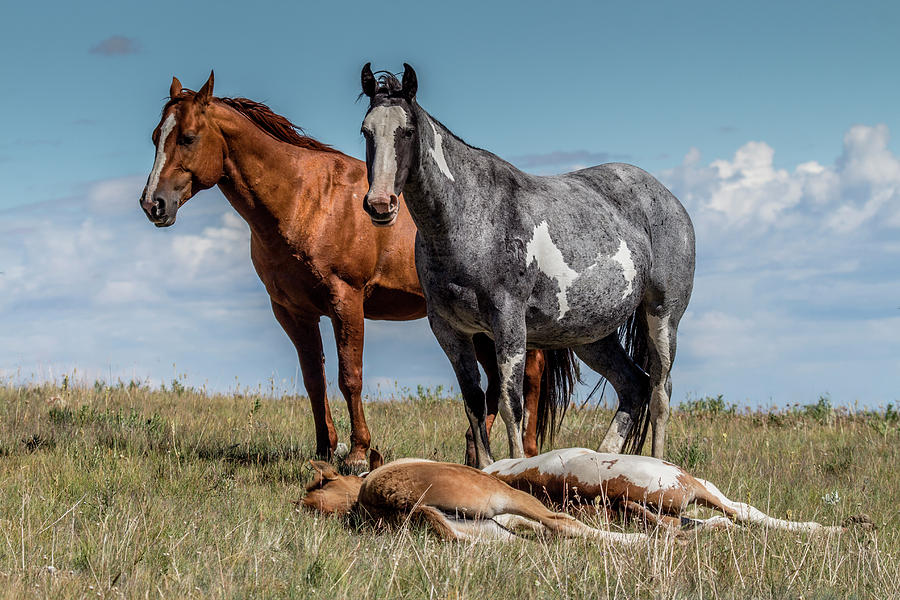 Standing Watch Over the Foals Photograph by Teresa Wilson