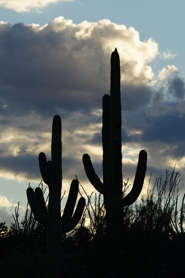 Standing Watch -- Bird on Saguaro Cactus in Saguaro National Park, Arizona Photograph by Darin Volpe