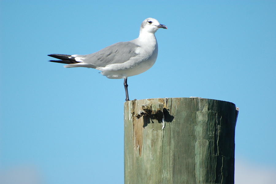 Standing Watch Photograph by William Pitt | Fine Art America