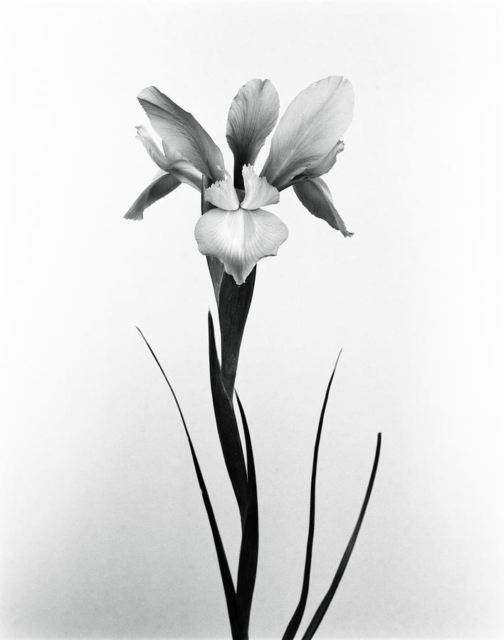 Standing White Flower Photograph by Fabio Giuliano Stella - Fine Art ...