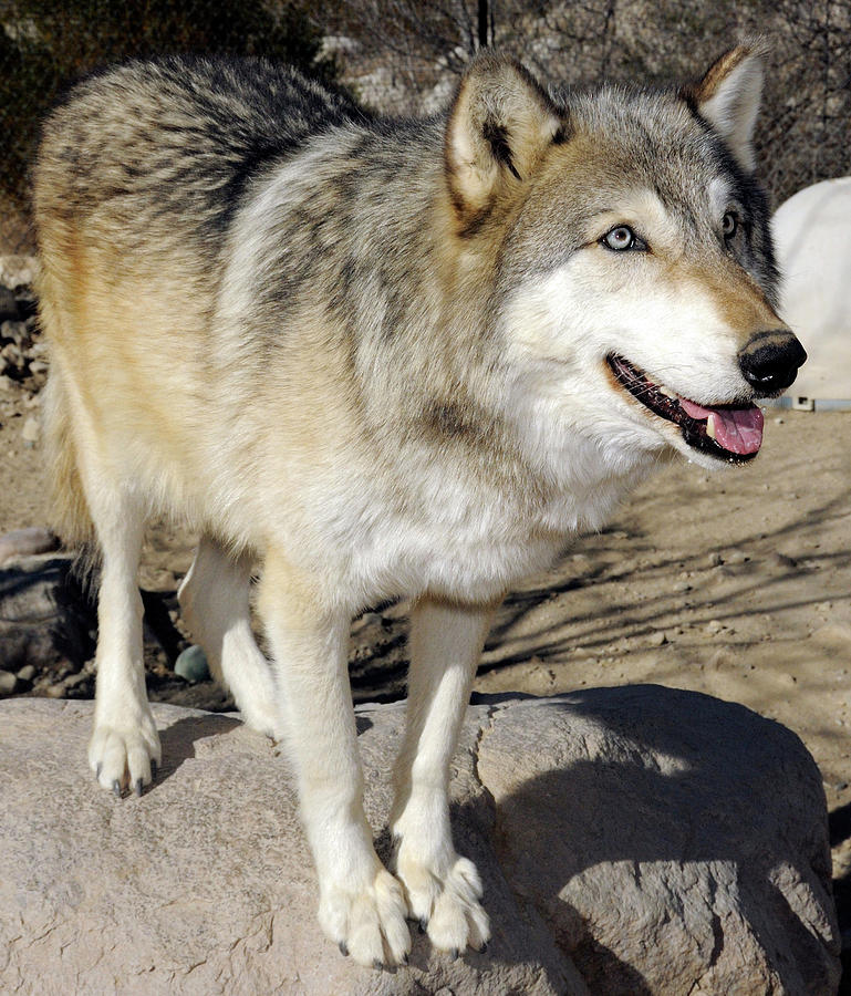 Standing Wolf Photograph by Clarence Alford Fine Art America