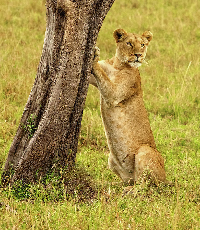 Standup Lioness Photograph by Steven Upton