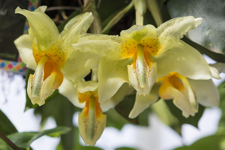 Stanhopea Orchid Photograph By Bruce Frye