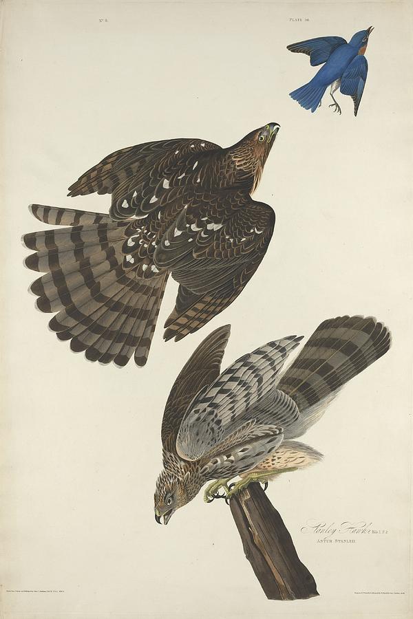 John James Audubon Drawing - Stanley Hawk by Dreyer Wildlife Print Collections 