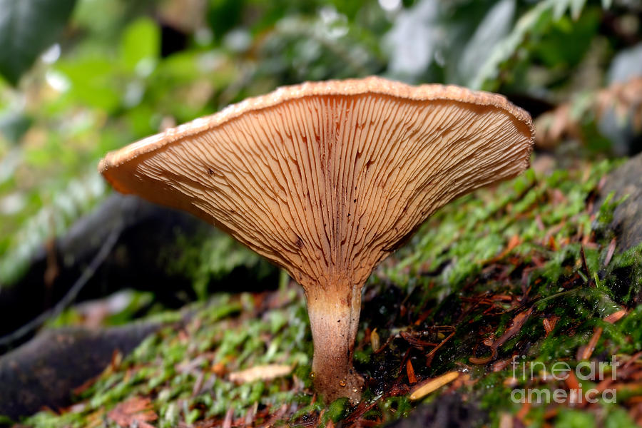 Stanley Park Mushroom Photograph by Terry Elniski