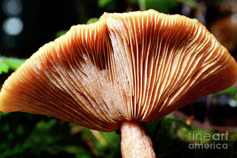 Stanley Park Mushroom Up Close Photograph by Terry Elniski