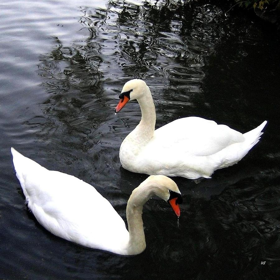 Wildlife Photograph - Stanley Park Swans by Will Borden