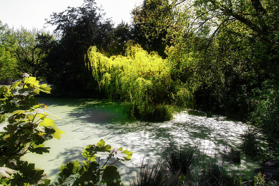 Stanmer Park Pond Photograph