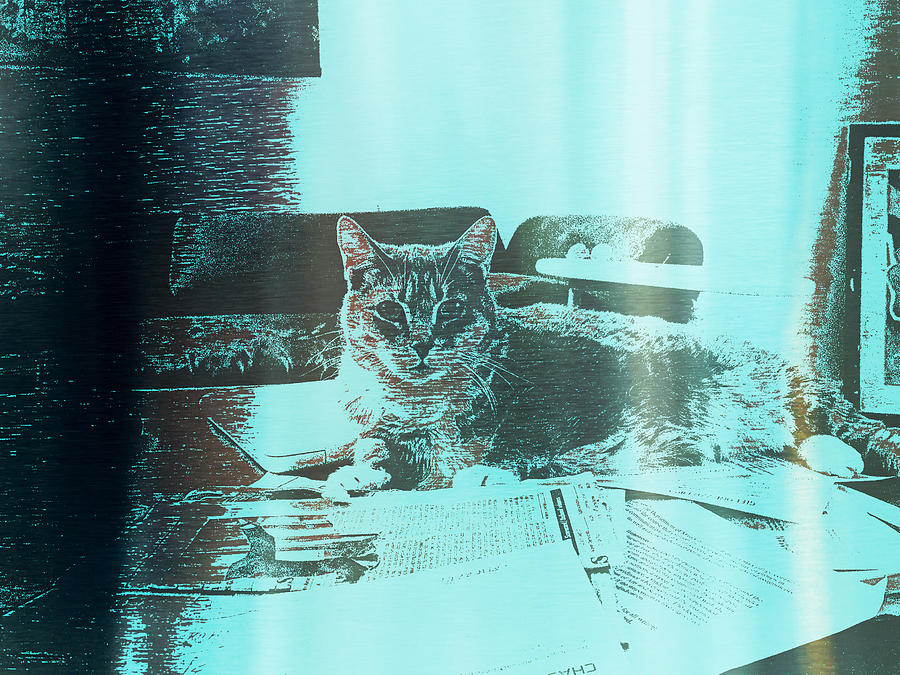 Cat Digital Art - Stanni Cat by Gina Callaghan