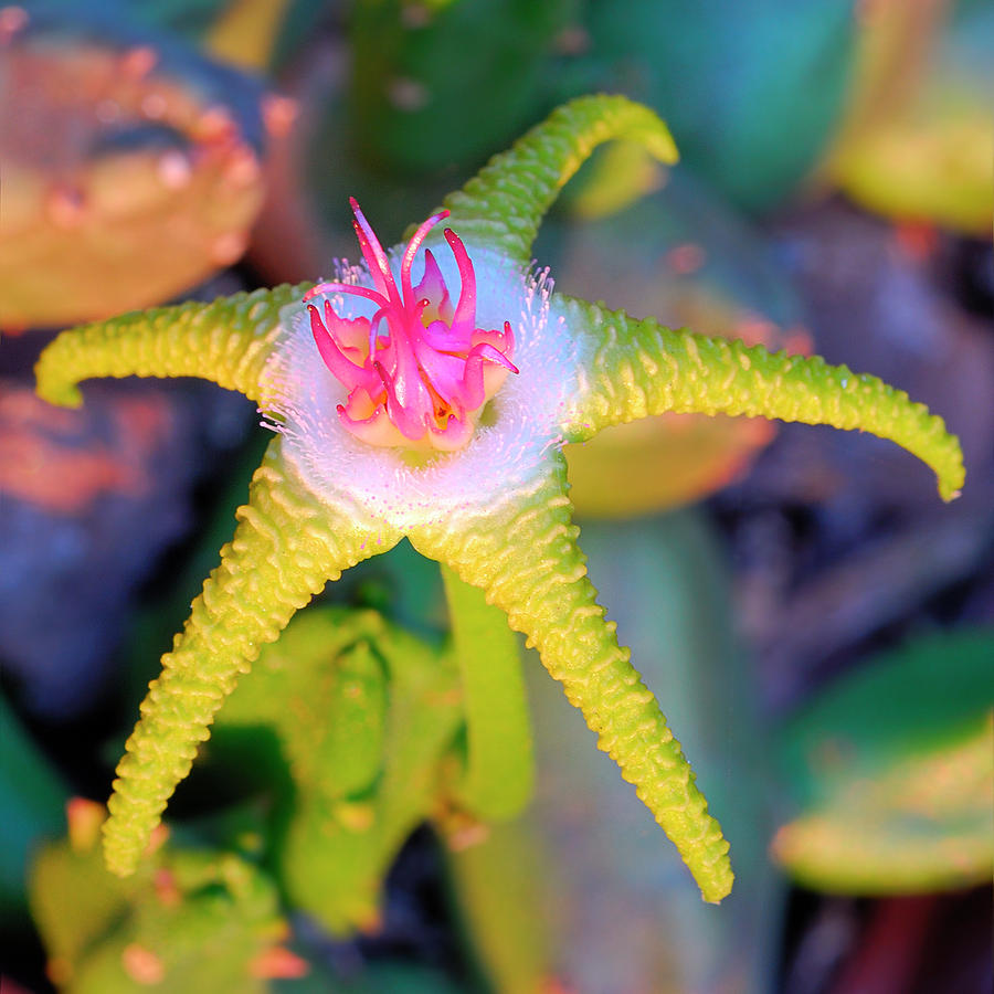 Самый редкий цветок в мире фото и названия