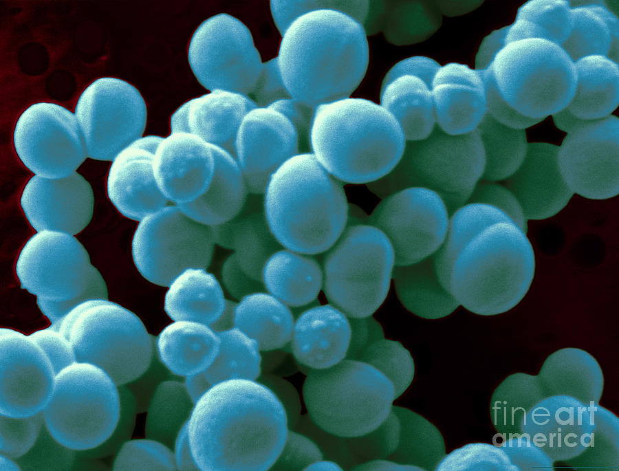 Стафилококки в рыбы. Staphylococcus xylosus. Стафилококк карносус. Пенициллиназообразующие стафилококки. Стафилококк арт.