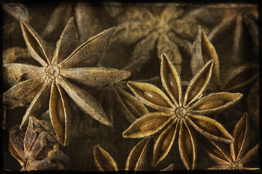 Star Anise Photograph by Cindi Ressler