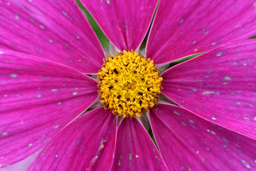Star attraction color contrast flower Photograph by Pierre Leclerc Photography