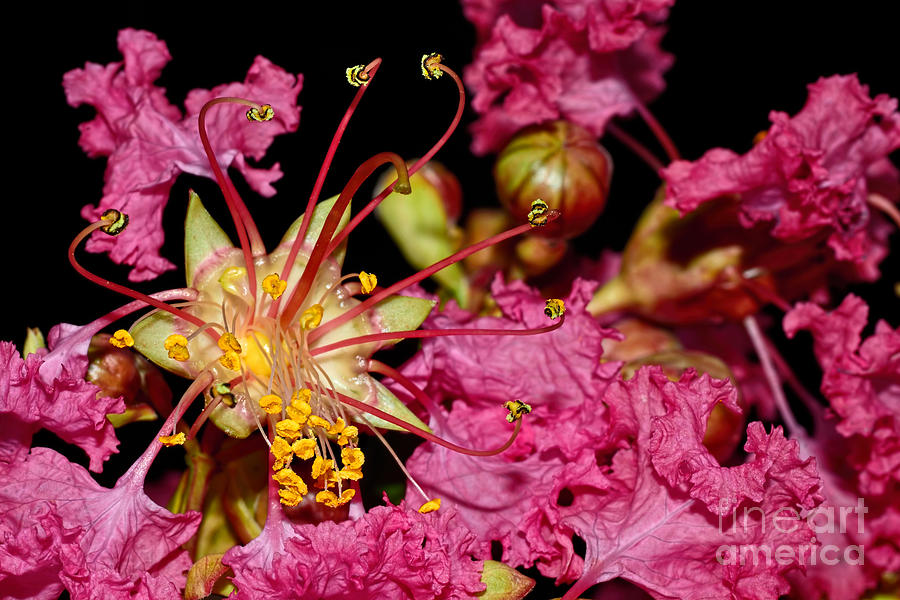 Flower Photograph - Star Burst Stamen by Kaye Menner by Kaye Menner