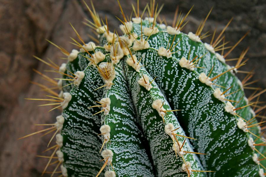Star Cactus Photograph by Michiale Schneider