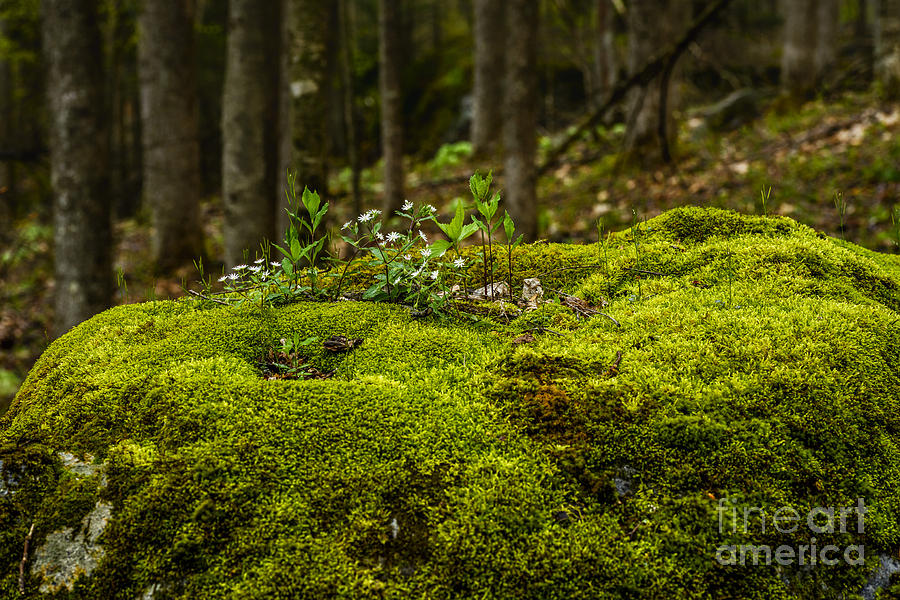 Star Chickweed Mossy Rock Photograph by Thomas R Fletcher