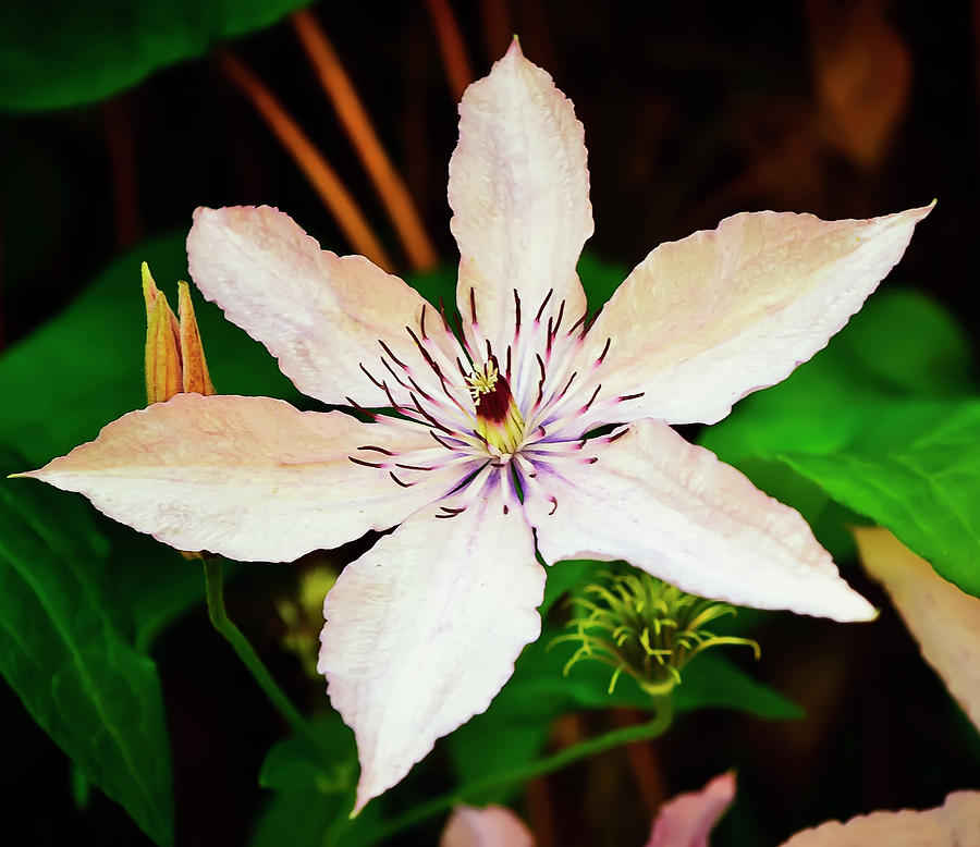 Star Clematis Photograph by Michael Putnam