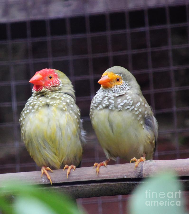 Star Finches Photograph by Vicki Spindler