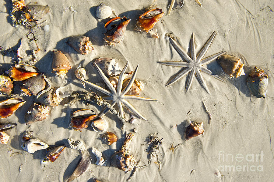 Star Fish and Sea Shells Photograph by David Arment