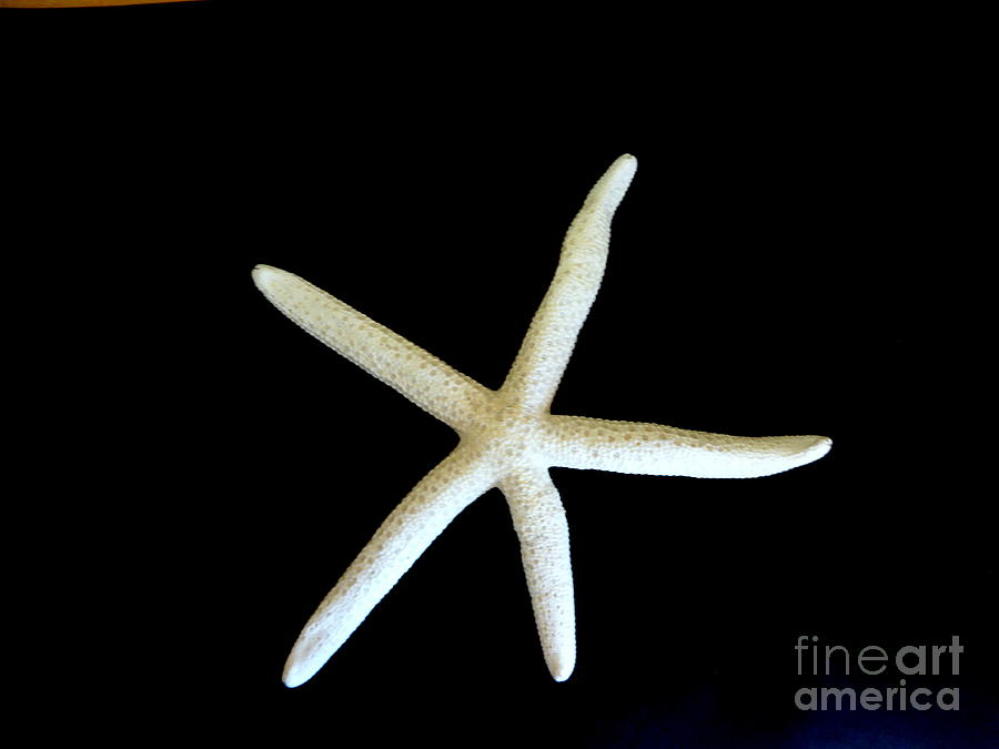 Star Fish Fossil Photograph by Fred Wilson