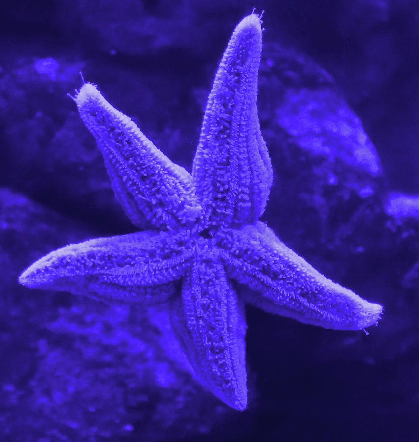 Star Fish Photograph by Imagery-at- Work