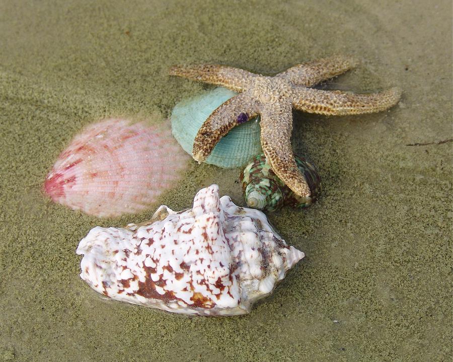 Star fish n Seashells Photograph by Florene Welebny