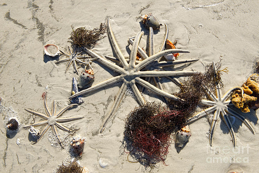 Star Fish on Beach Photograph by David Arment