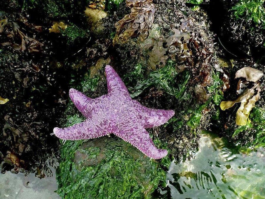 Star Fish Photograph by REA Gallery