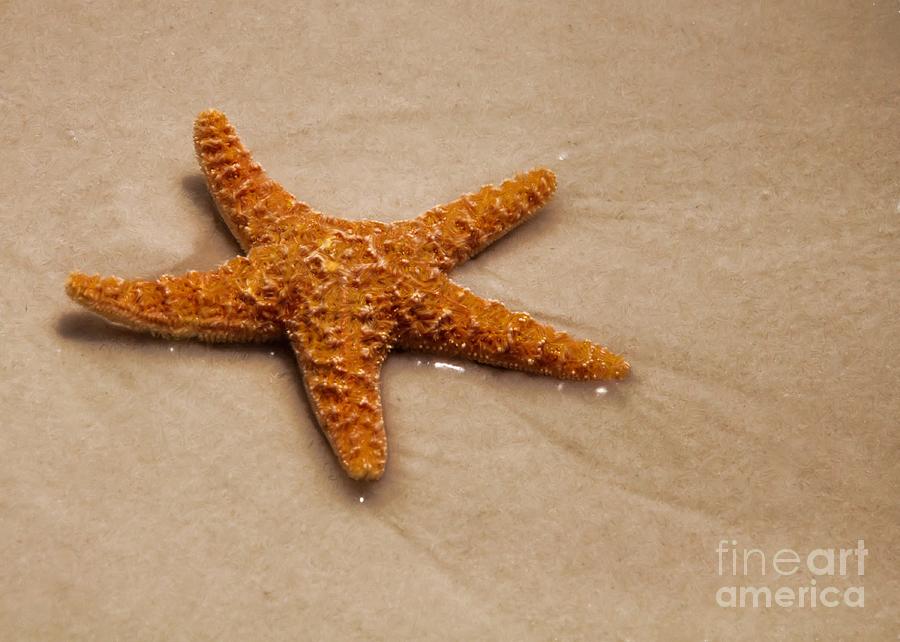 Star Fish Photograph by Susan Cliett