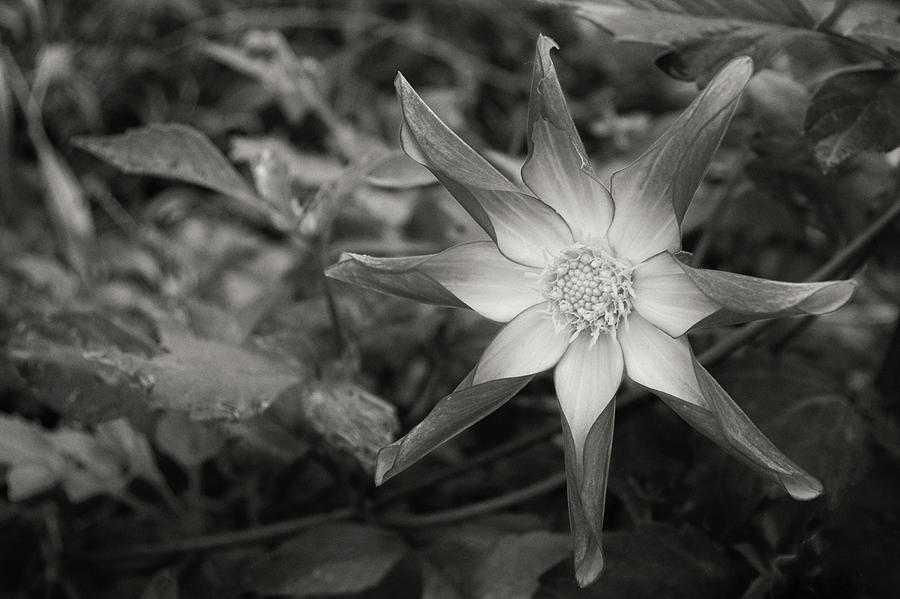 Star Flower 2 Photograph by Tom Reynen