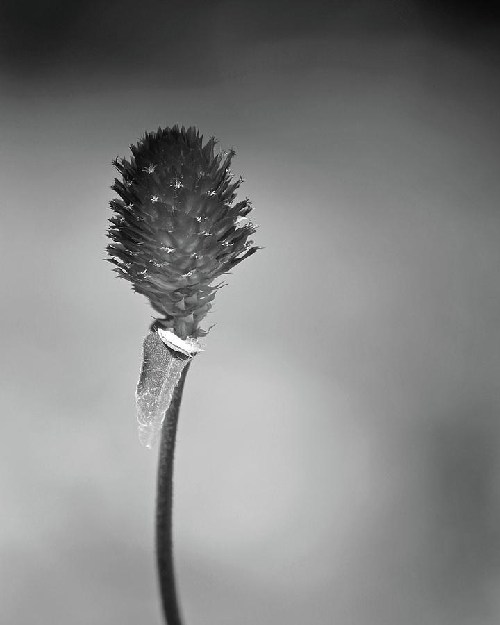 Star Flower - black and white Photograph by Lee Hart - Fine Art America