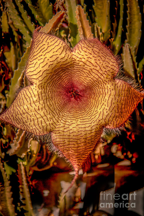 Unique Photograph - Star Flower Cactus by Robert Bales