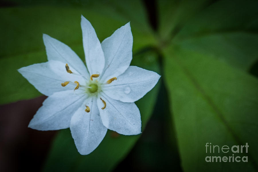 Star .Flower Photograph by Grace Grogan
