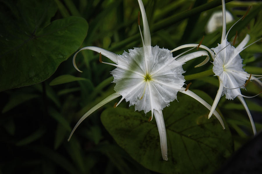 Star Flower Photograph by Harry Spitz