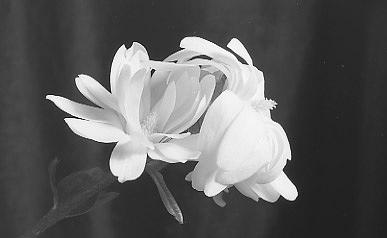 Still Life Photograph - Star Flower Magnolia by Paul Schaufler