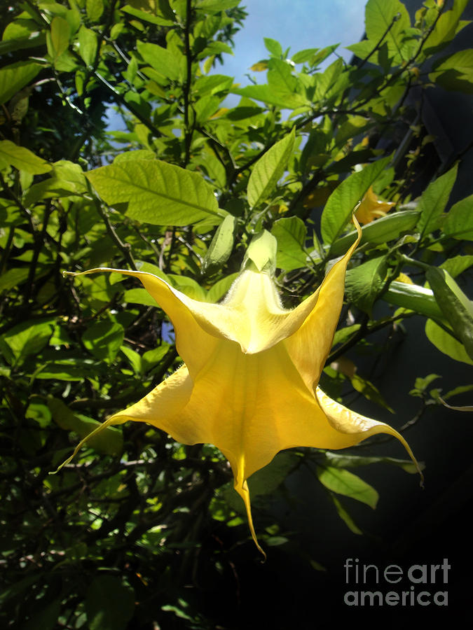 Nature Photograph - Star-flower. Yellow by Sofia Goldberg
