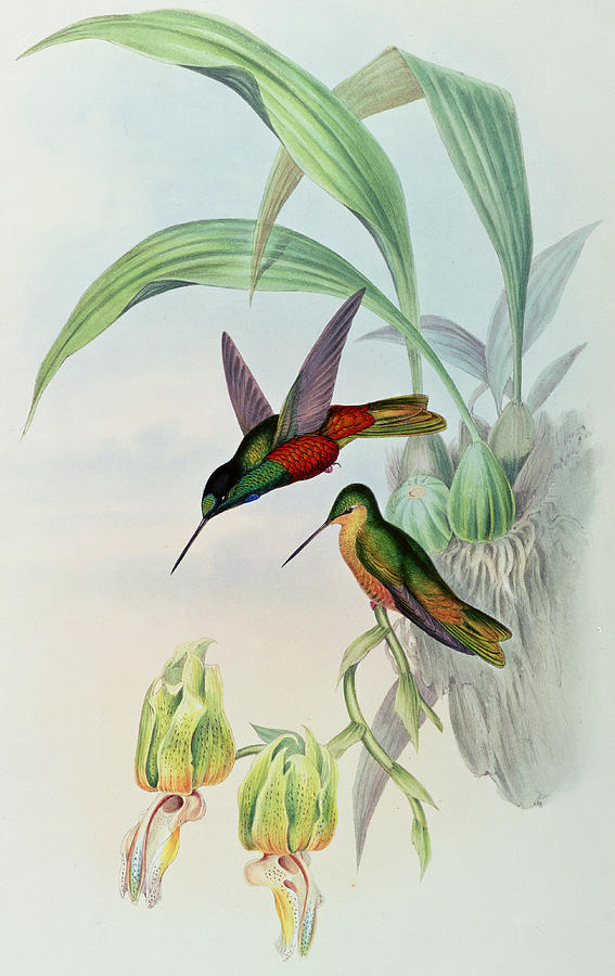 Hummingbird Painting - Star Fronted Hummingbird by John Gould