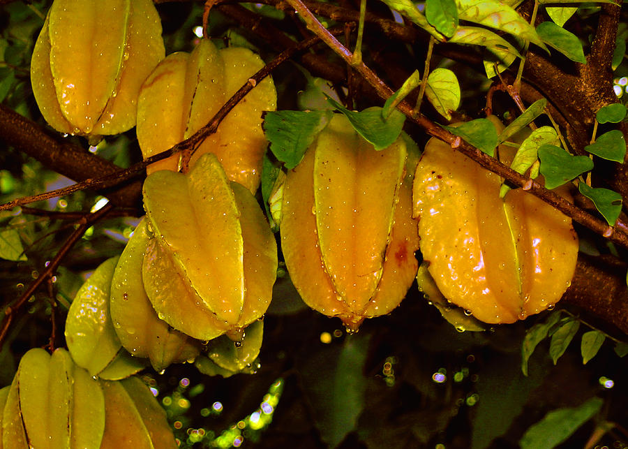 Star Fruit Photograph by James Temple