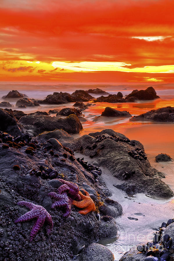 Beaches Photograph - Star Gathering by Greg Clure Beaches Photograph - Star Gathering by Greg Clure