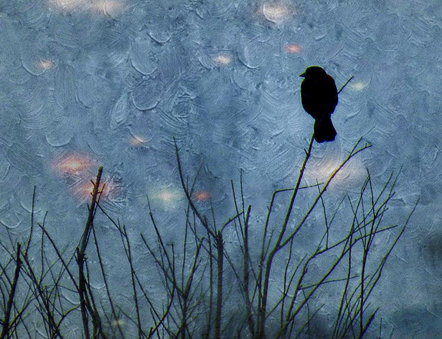 Blackbird Photograph - Star Gazer by Annie Adkins