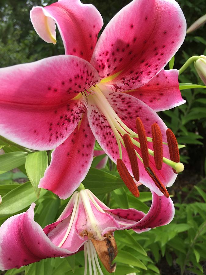 Star Gazer Photograph by Linda Covino - Fine Art America