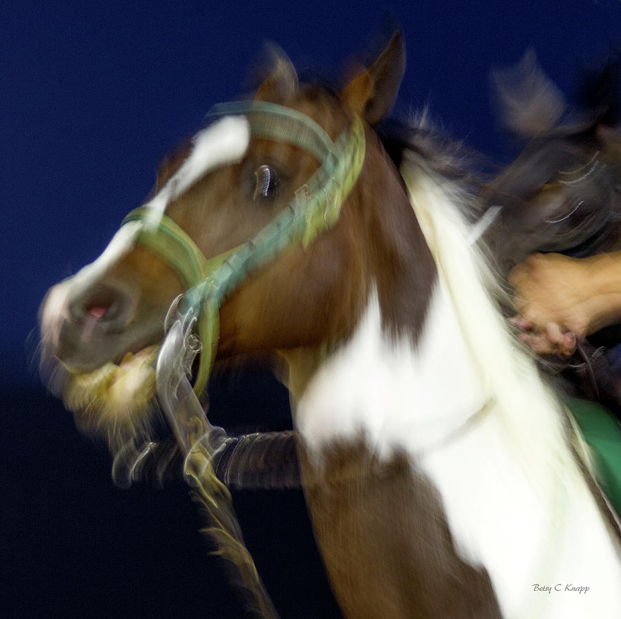 Horse Photograph - Star Gazing by Betsy Knapp