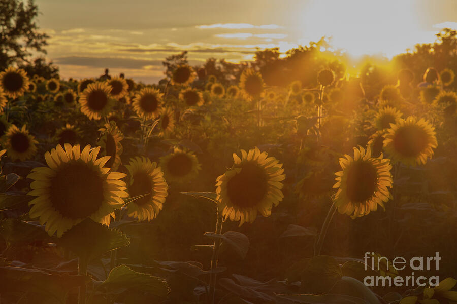 Sunflower Star Gazing Photograph by Chris Scroggins