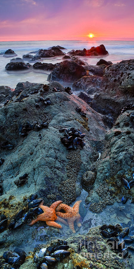 Beaches Photograph - Star Gazing by Greg Clure Beaches Photograph - Star Gazing by Greg Clure