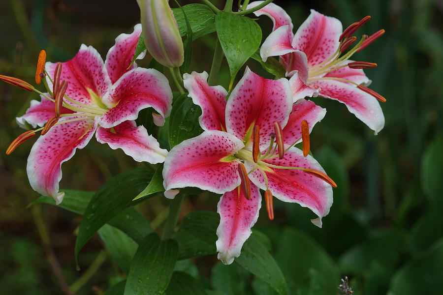 Star Gazing Lilies Photograph by Carrie Goeringer - Fine Art America