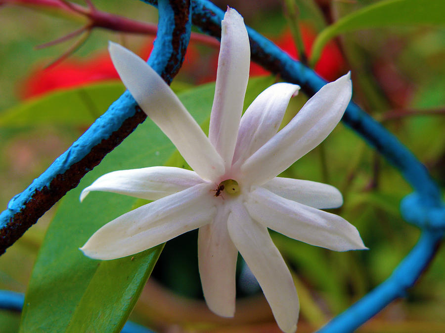 Star Jasmine Flower Photograph by Rose  Hill