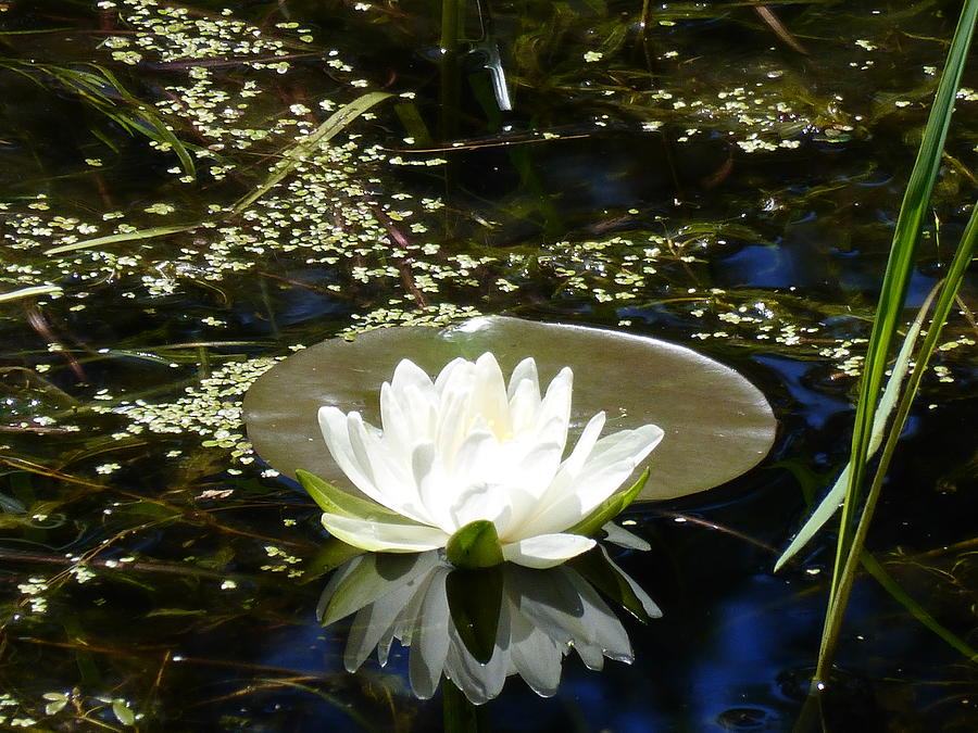 White Water Lily Photograph - Star Light by Barbara Ebeling