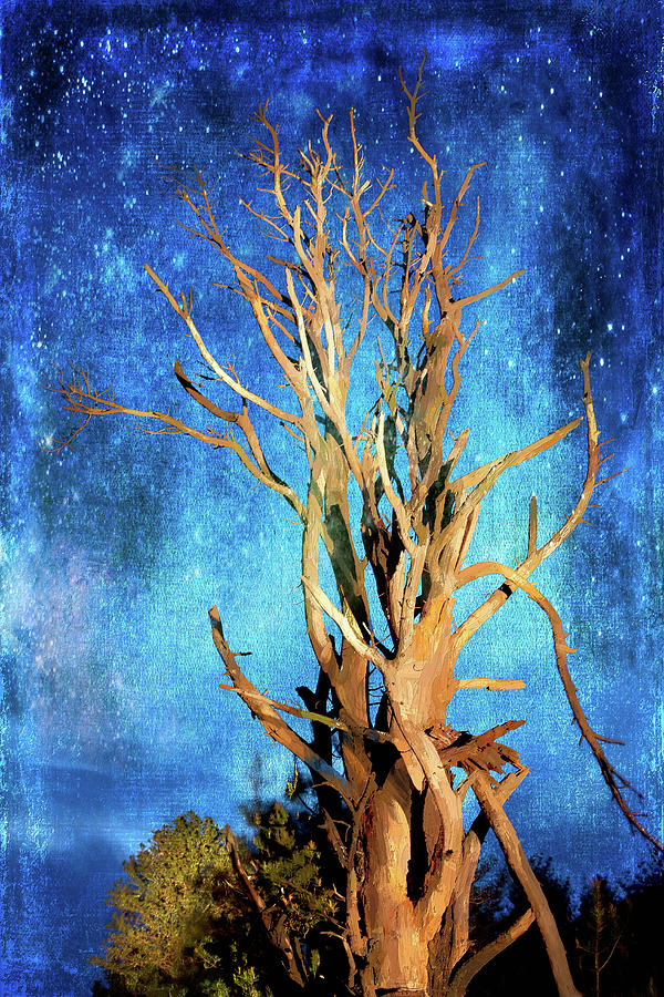Star Light Tree in the Blue Ridge AP Painting by Dan Carmichael