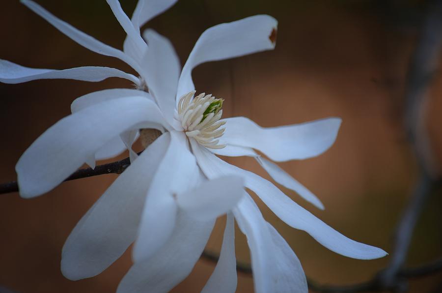 Star Magnolia 15-01 Photograph by Maria Urso